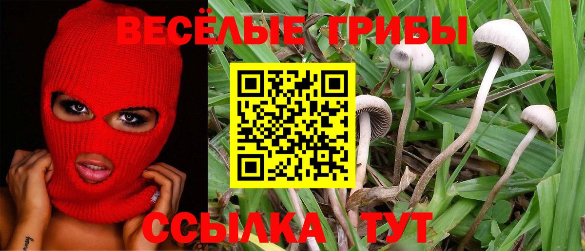 Псилоцибиновые грибы Psilocybe Кызыл